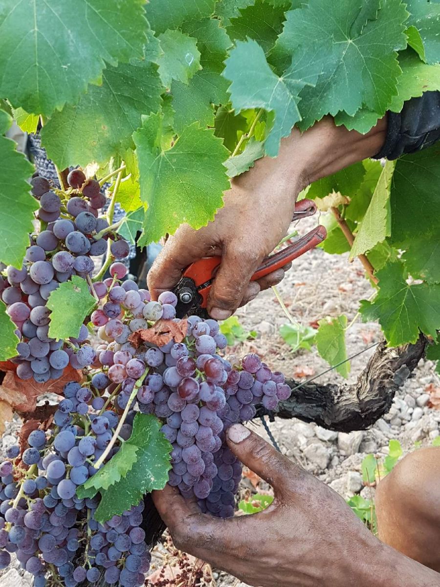 The beginnings of the 2017 vintage