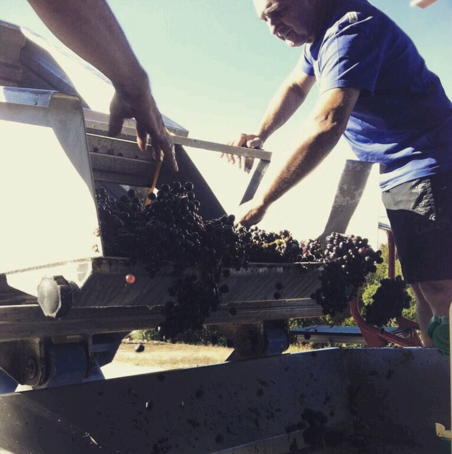 Patrimionio: the 2016 vintage will be balanced!