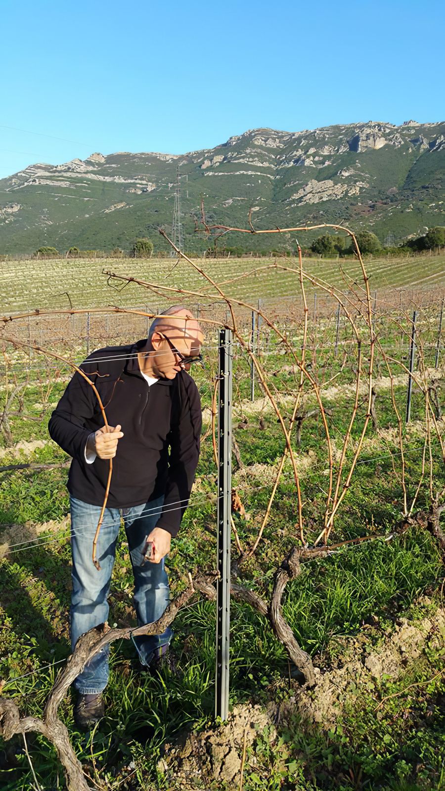 Vine pruning: what is it?